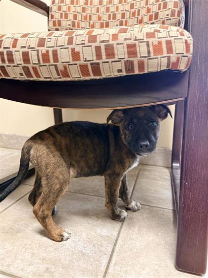 Enlarge Goomba, a Adoptable mixed breed in Hutchinson, KS image 2/3