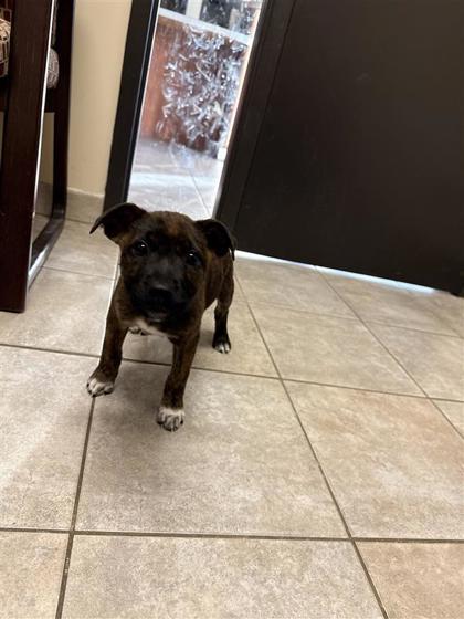 Enlarge Goomba, a Adoptable mixed breed in Hutchinson, KS image 3/3