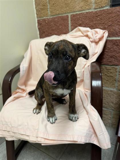 Enlarge Goomba, a Adoptable mixed breed in Hutchinson, KS image 2/3