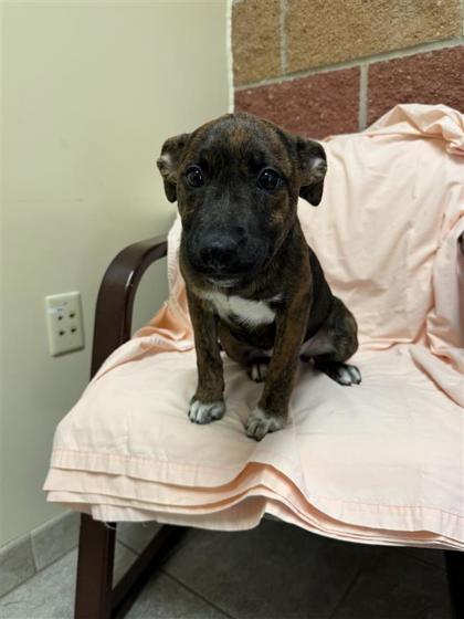 Enlarge Goomba, a Adoptable mixed breed in Hutchinson, KS image 3/3