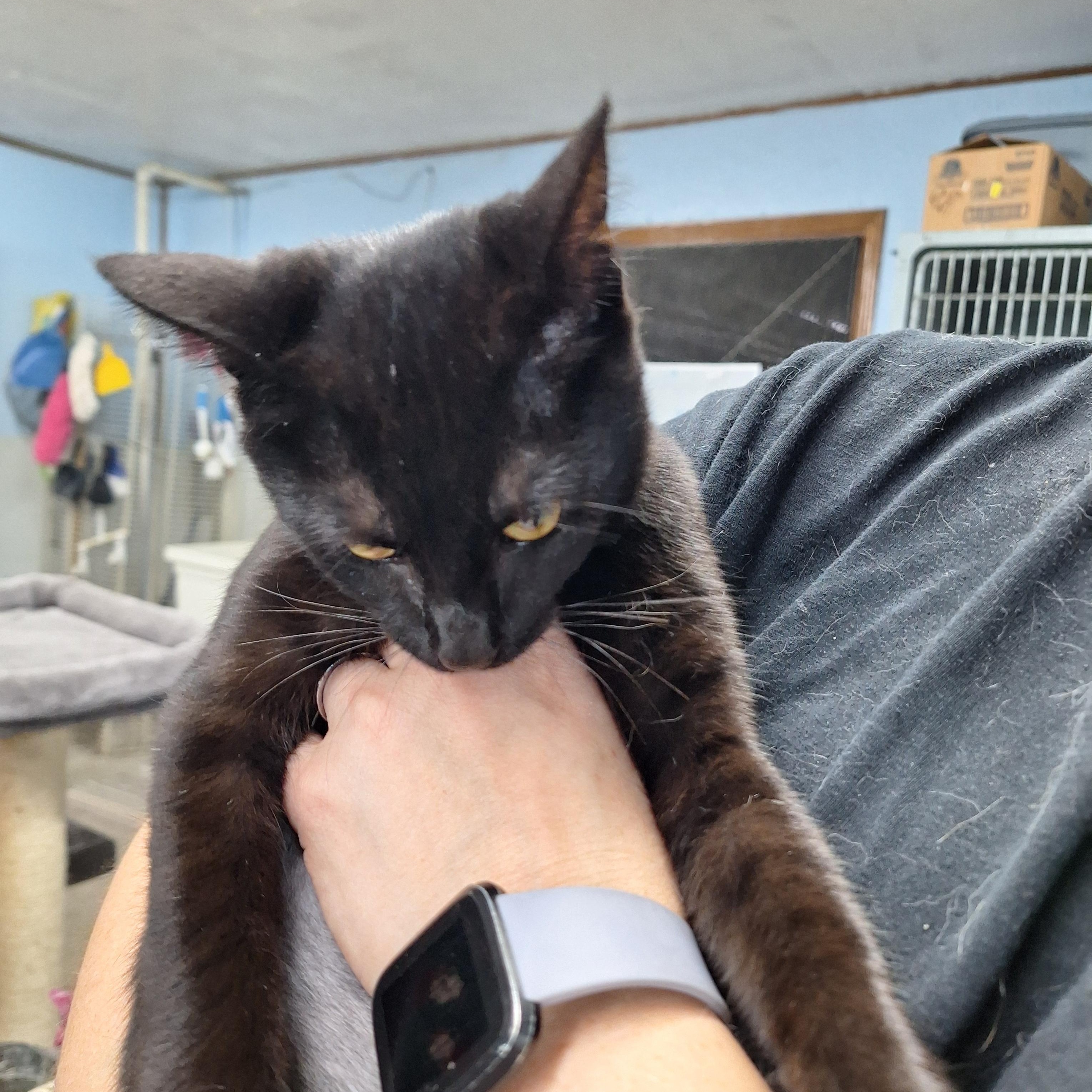 Enlarge Mouse, an adopted Domestic Short Hair in Clarinda, IA image 3/3