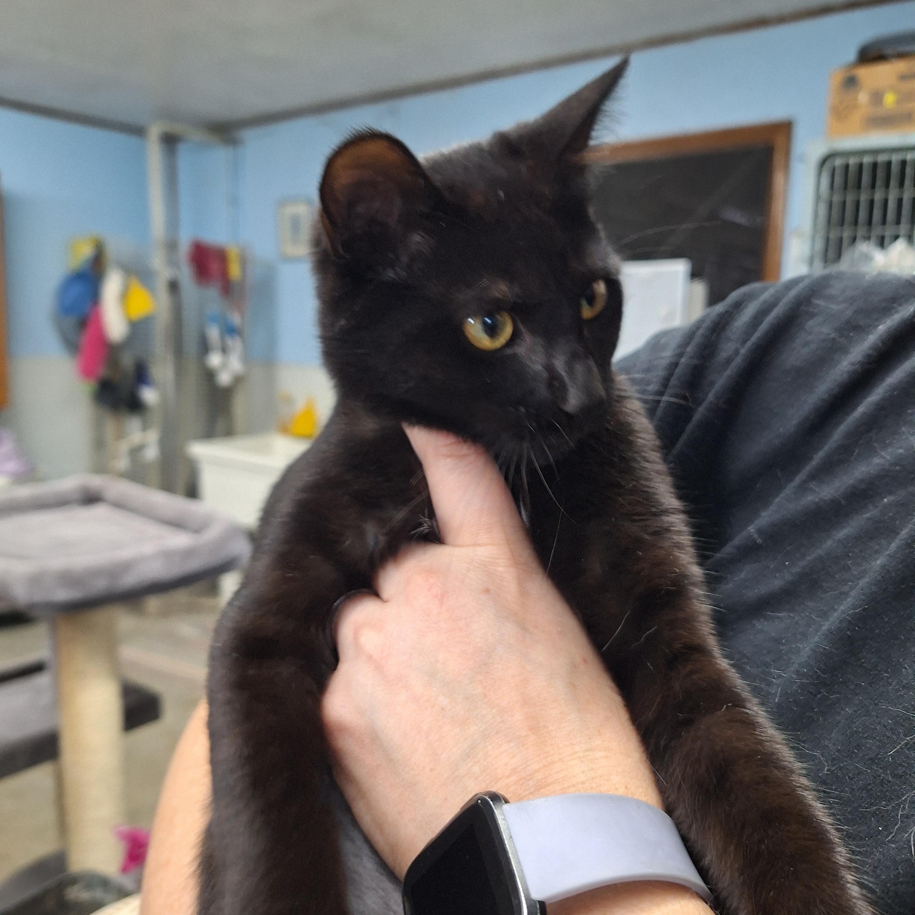Mouse, adopted, Kitten Female Domestic Short Hair.