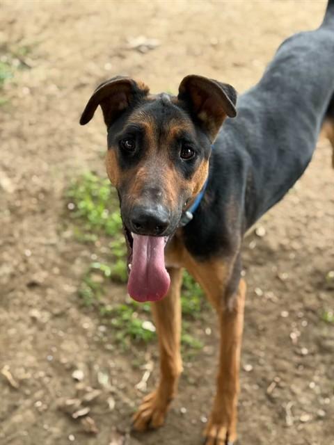 Enlarge TOBY, a Adoptable mixed breed in Riverside, CA image 1/1
