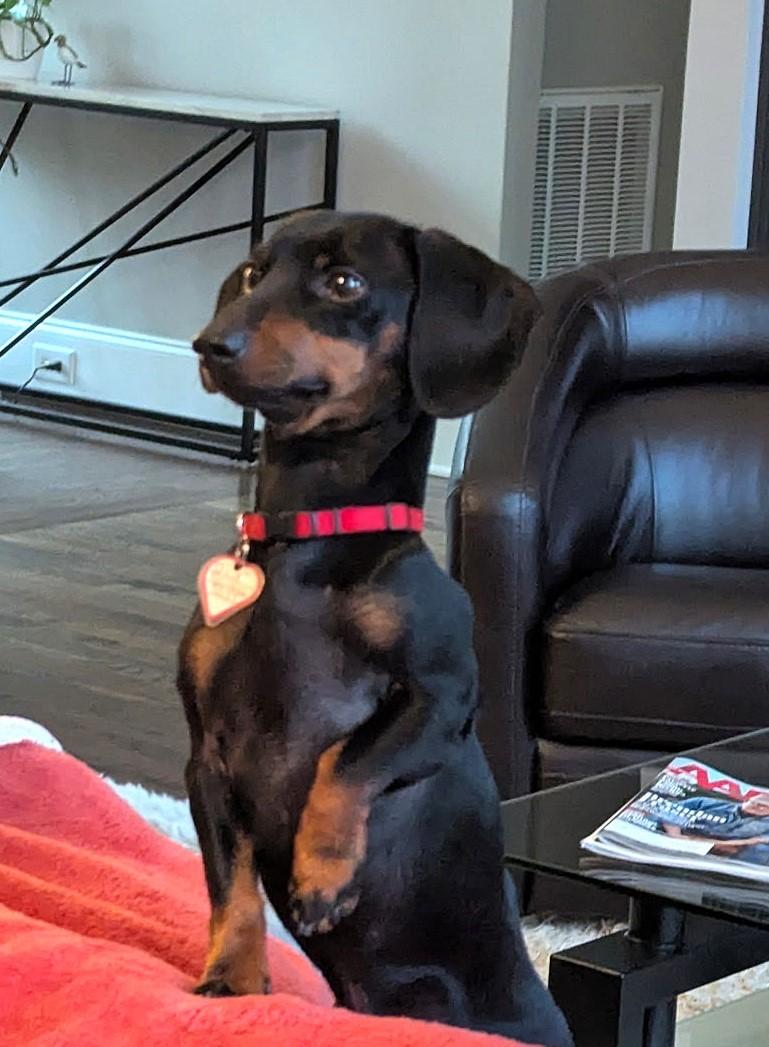 Ollie in NC, ADOPTABLE, Young Male Dachshund.