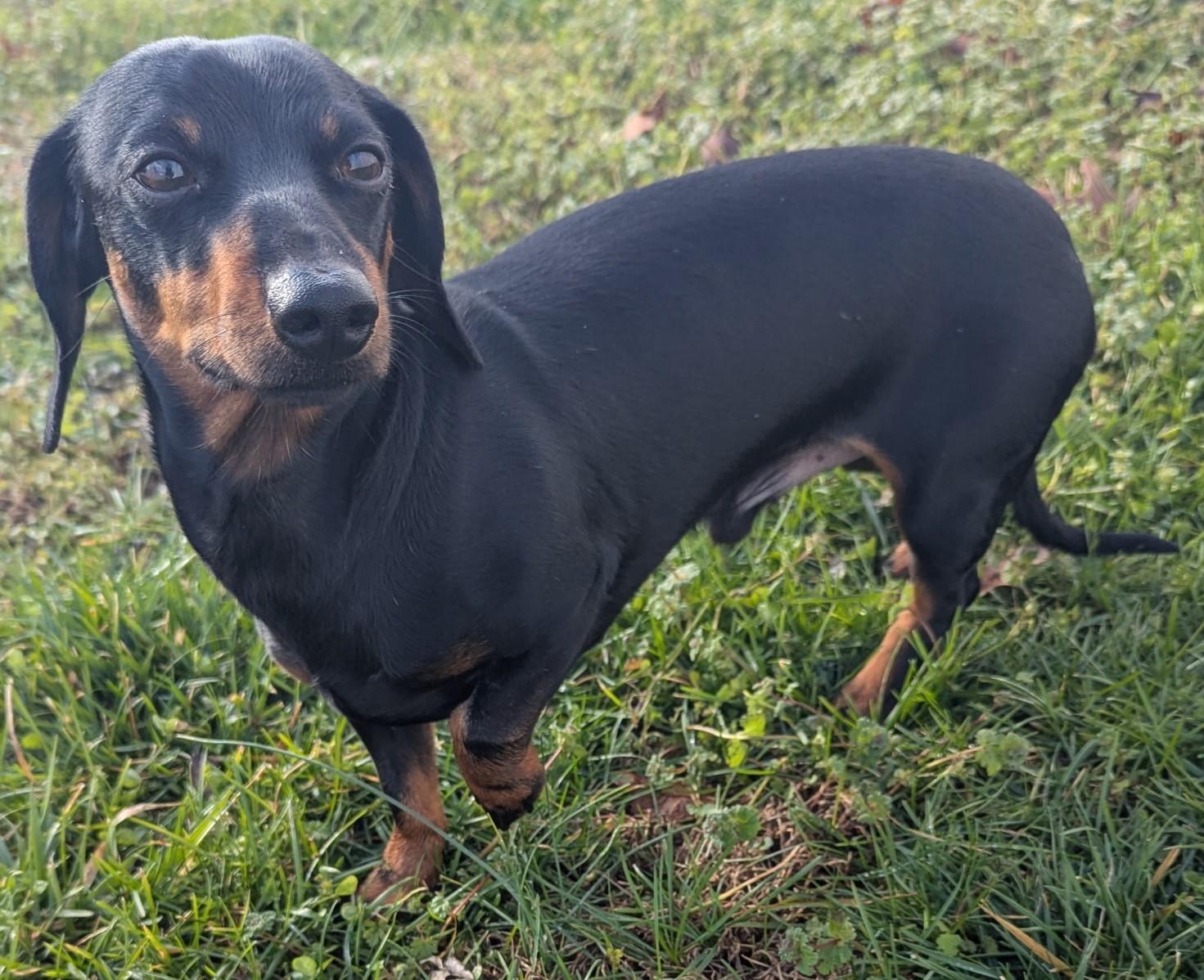 Enlarge Ollie in NC, a ADOPTABLE Dachshund in Winston-Salem, NC image 5/5