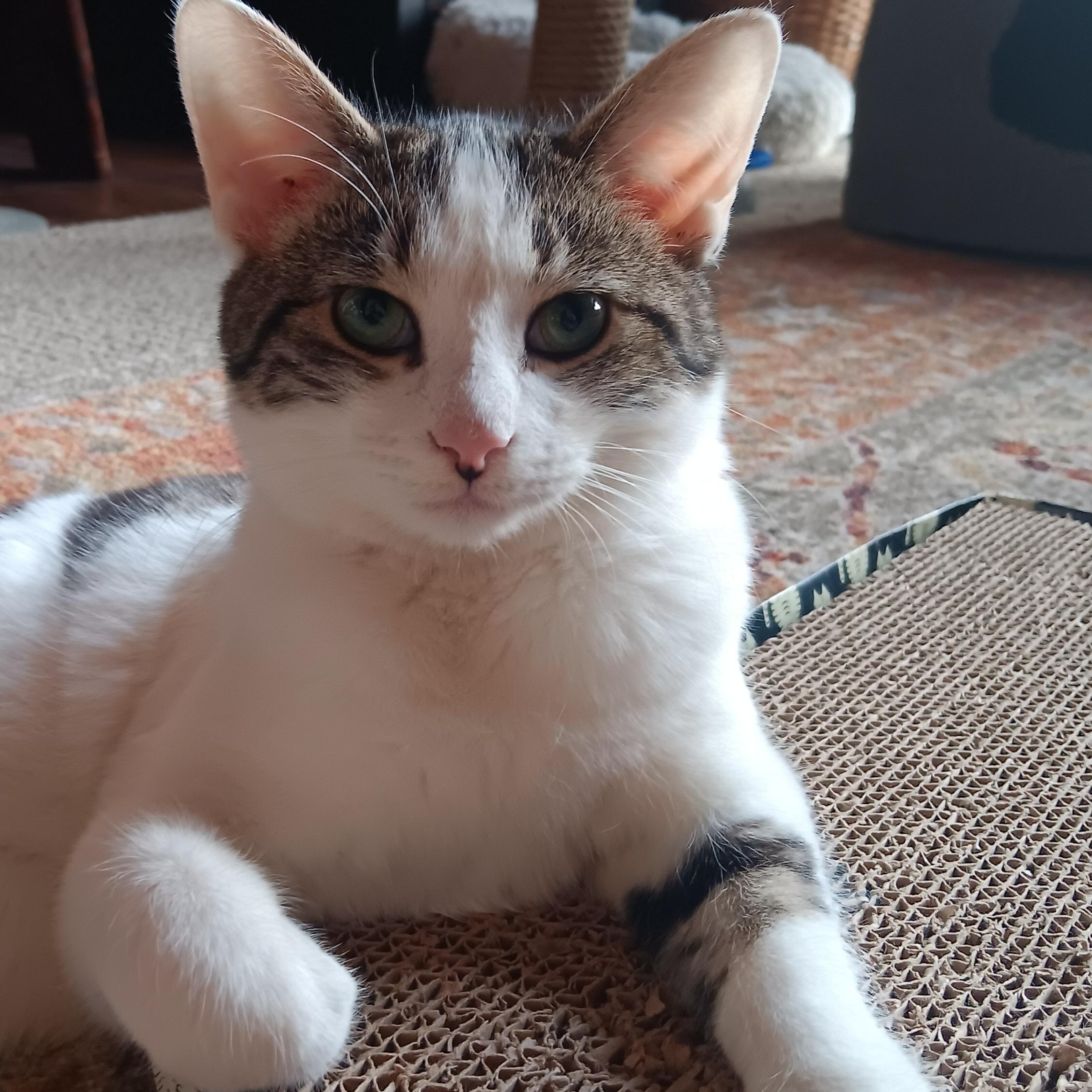 Kosher, Adoptable, Kitten Male Domestic Short Hair.