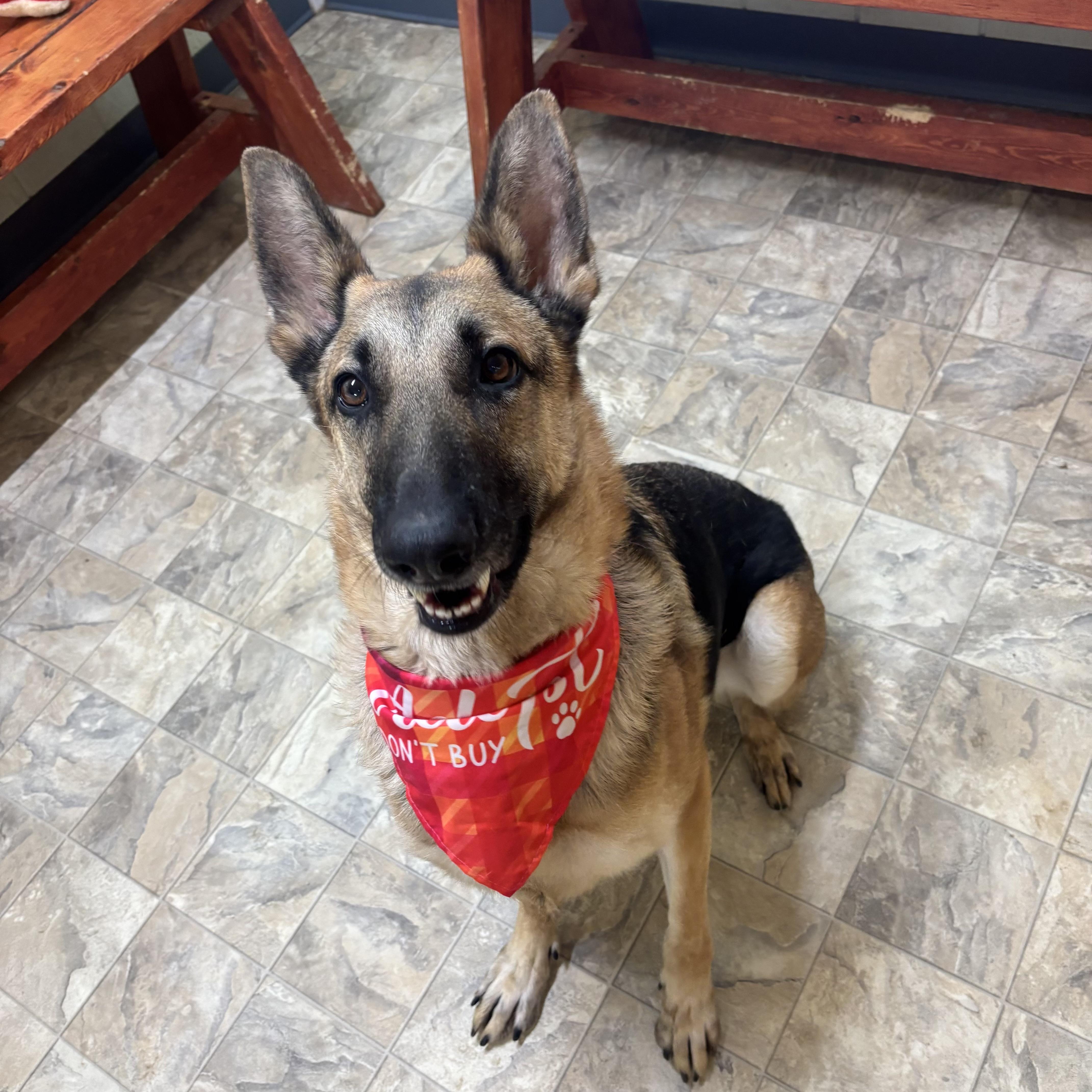 Enlarge Fern, a ADOPTABLE mixed breed in Pilot Point, TX image 2/4