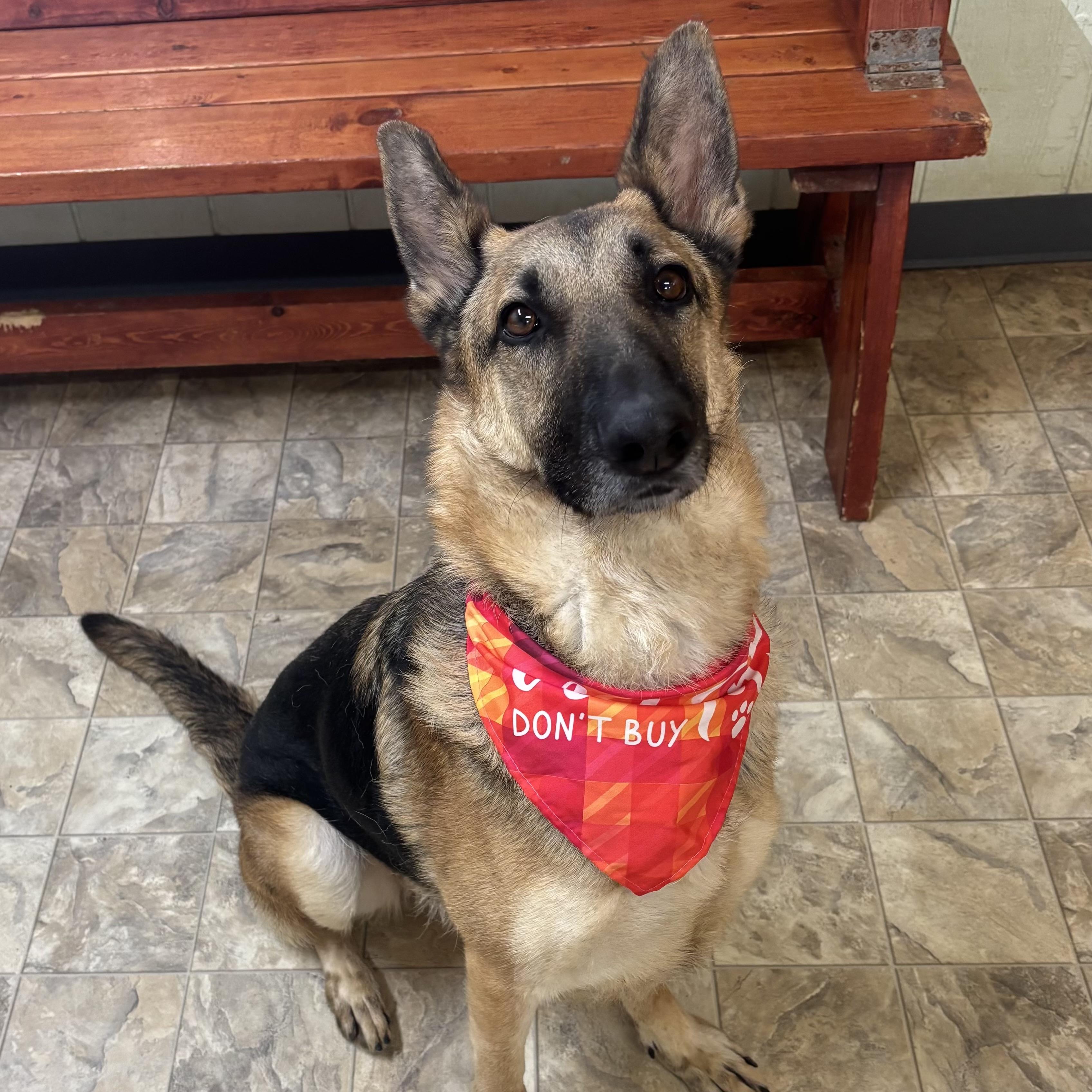 Enlarge Fern, a ADOPTABLE mixed breed in Pilot Point, TX image 4/4