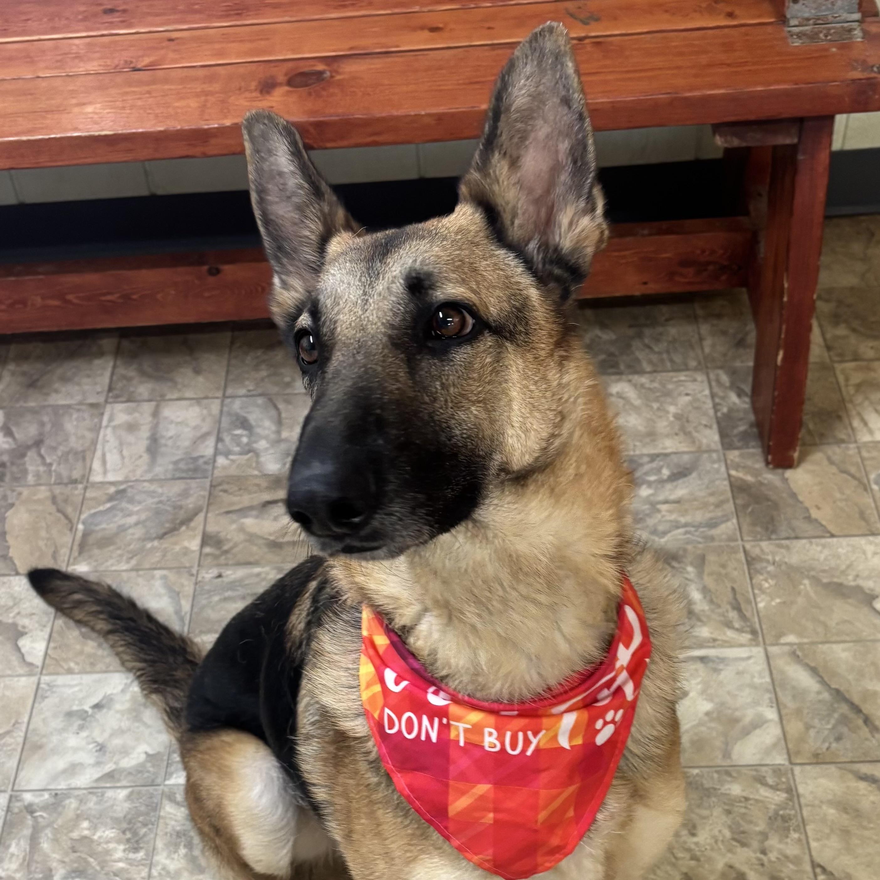 Enlarge Fern, a ADOPTABLE mixed breed in Pilot Point, TX image 3/4