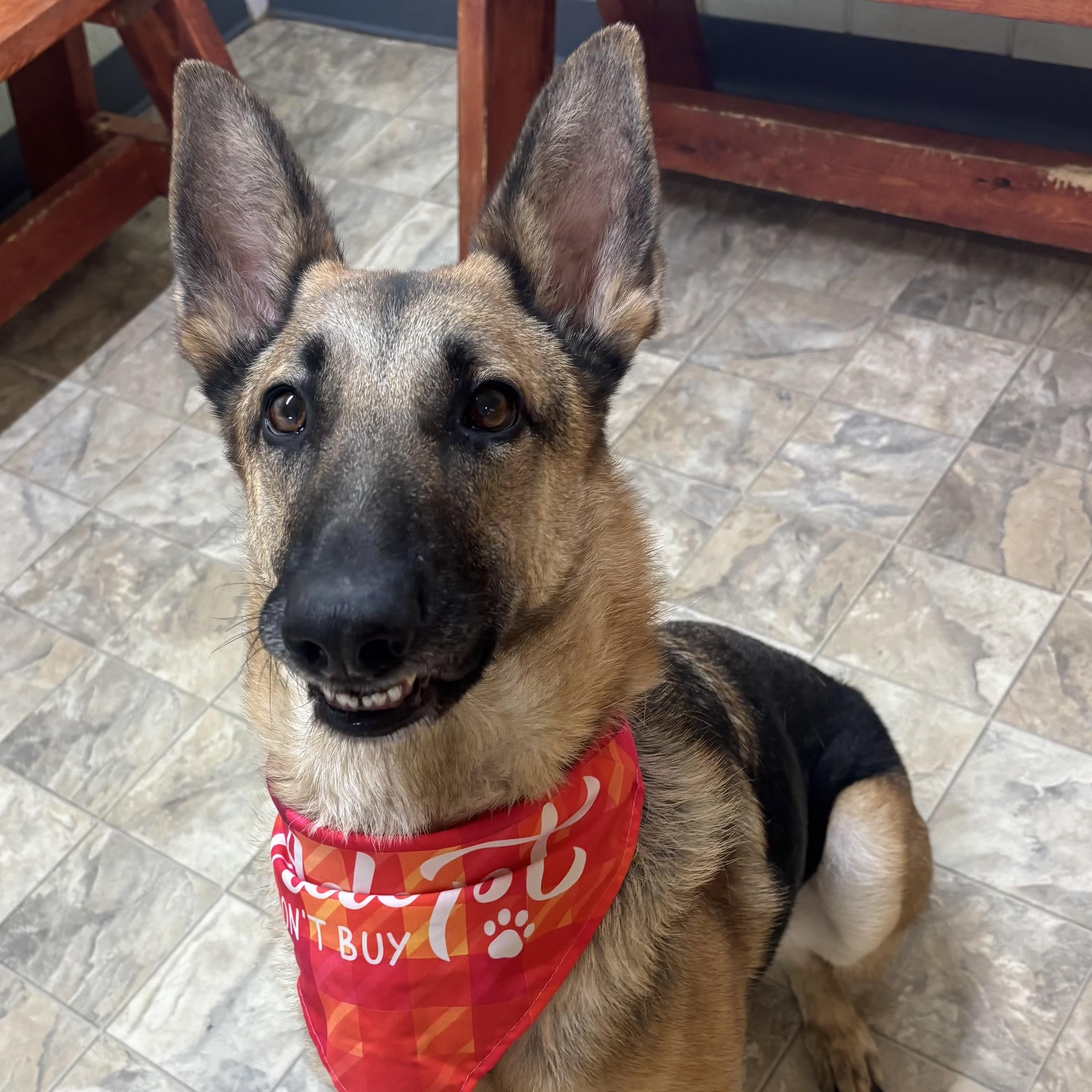 Enlarge Fern, a ADOPTABLE mixed breed in Pilot Point, TX image 1/4