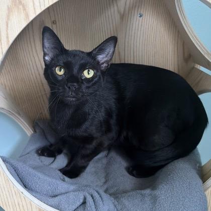 Lachlan-at Petsmart Madison East, Adoptable, Young Male Domestic Short Hair.