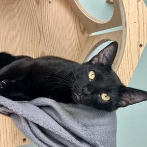Enlarge Lachlan-at Petsmart Madison East, a Adoptable Domestic Short Hair in Madison, WI image 2/3