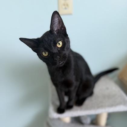 Enlarge Lachlan-at Petsmart Madison East, a Adoptable Domestic Short Hair in Madison, WI image 3/3