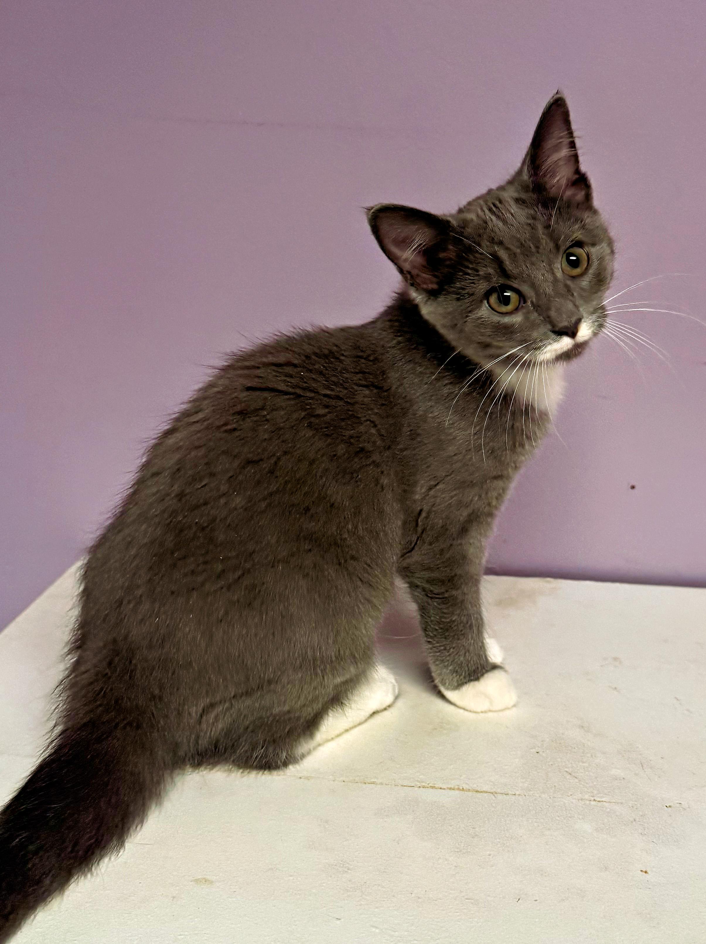 Enlarge Penelope, a Adopted Domestic Short Hair in Pittsburgh, PA image 1/2