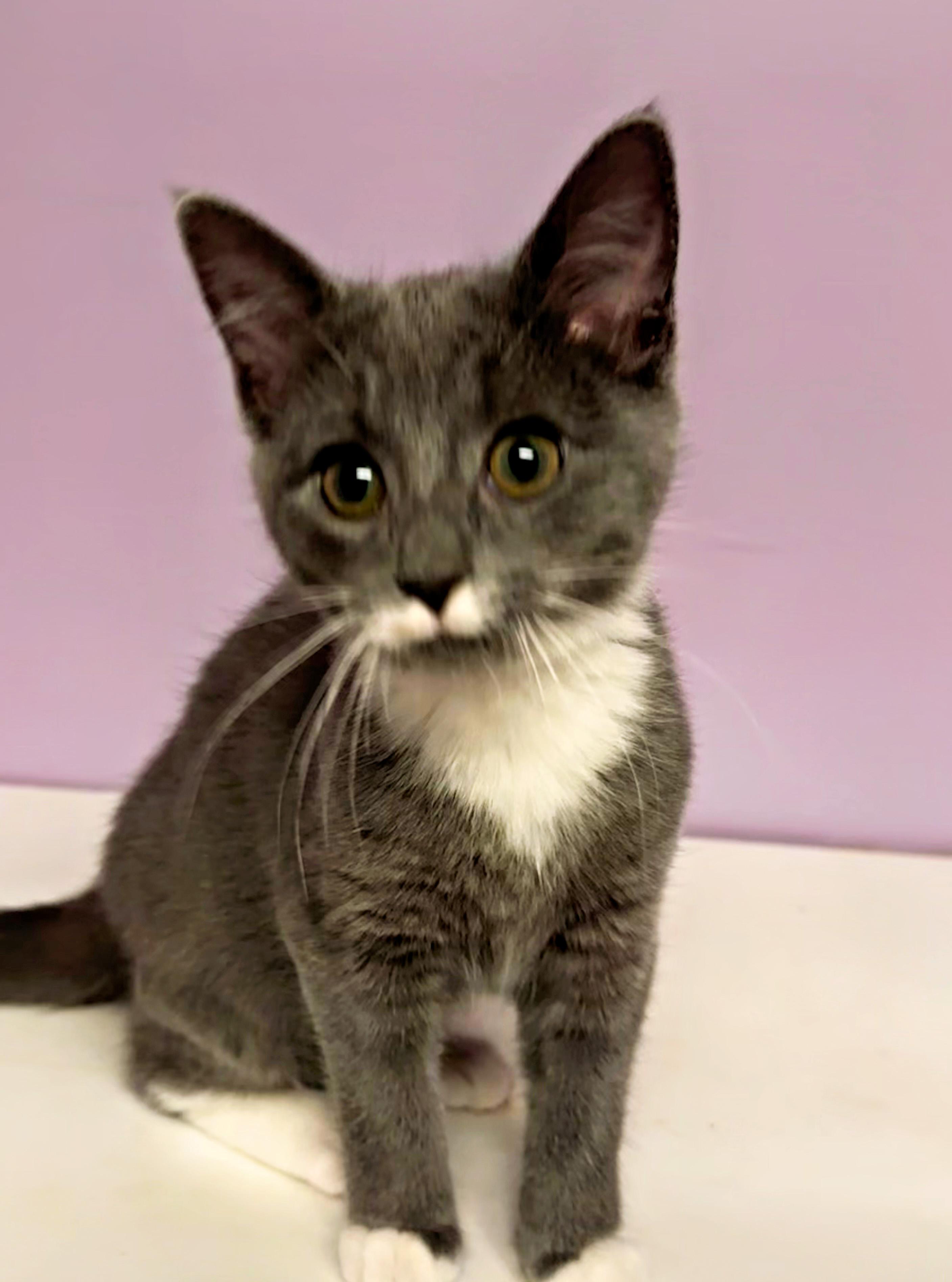 Enlarge Penelope, a Adopted Domestic Short Hair in Pittsburgh, PA image 2/2
