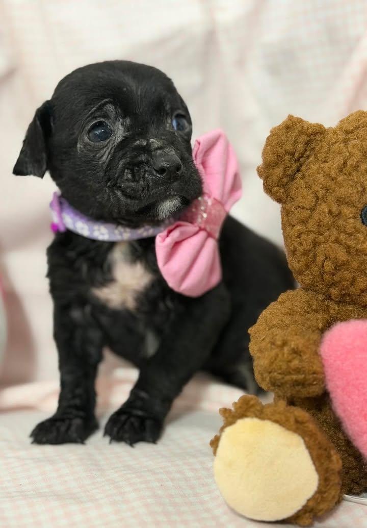 Max, ADOPTABLE, Young Female Mixed Breed.