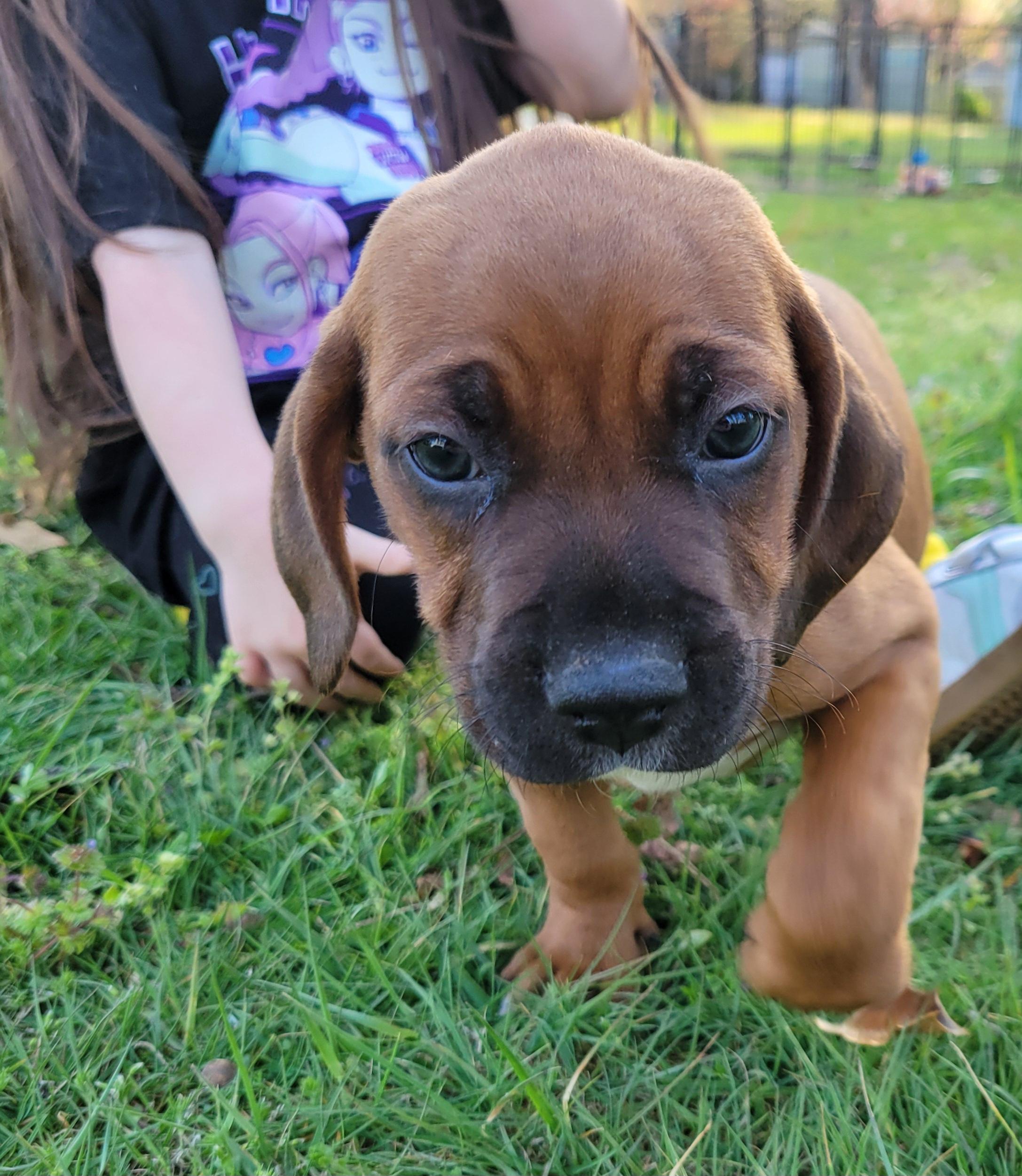 Enlarge Chunky Monkey, a ADOPTABLE mixed breed in Elwood, NJ image 2/4