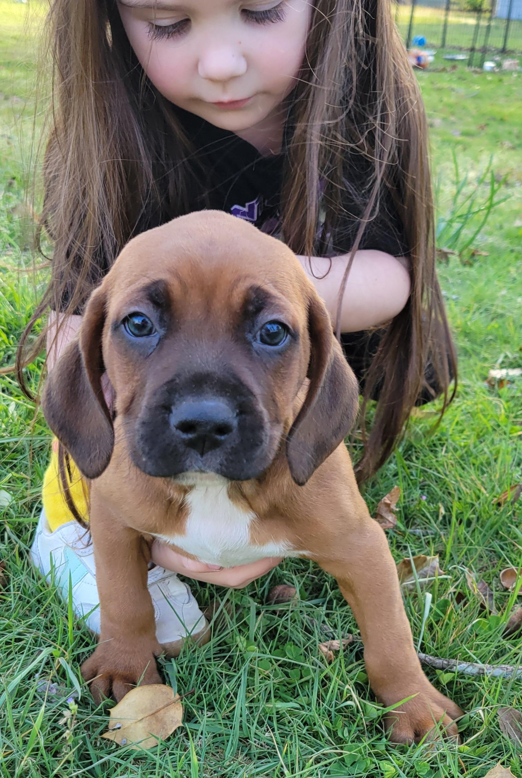 Enlarge Chunky Monkey, a ADOPTABLE mixed breed in Elwood, NJ image 1/4