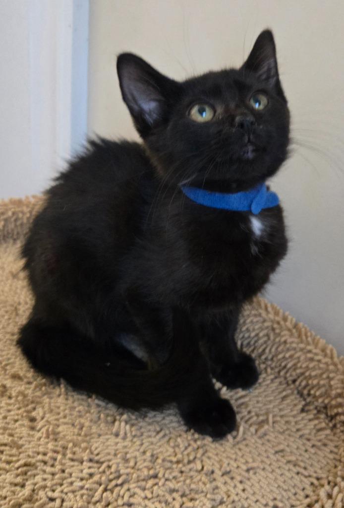 Rafael, a Adoptable mixed breed in Evans, GA image 1/3