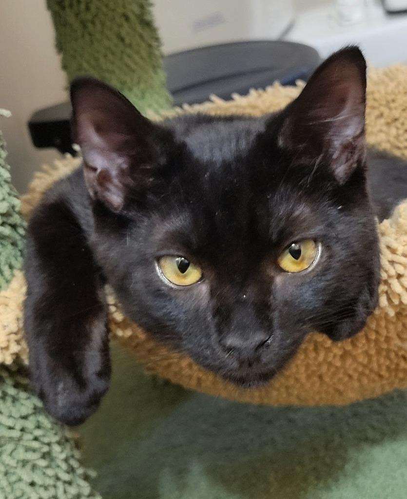 Rafael, Adoptable, Kitten Male Domestic Short Hair.