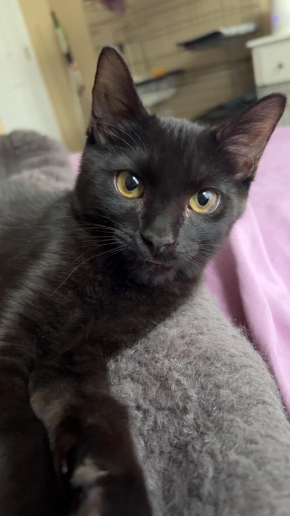 Enlarge Rafael, a Adoptable mixed breed in Evans, GA image 2/4