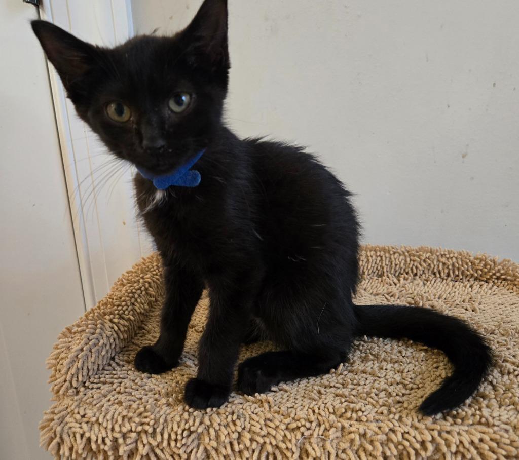 Rafael, a Adoptable mixed breed in Evans, GA image 3/3