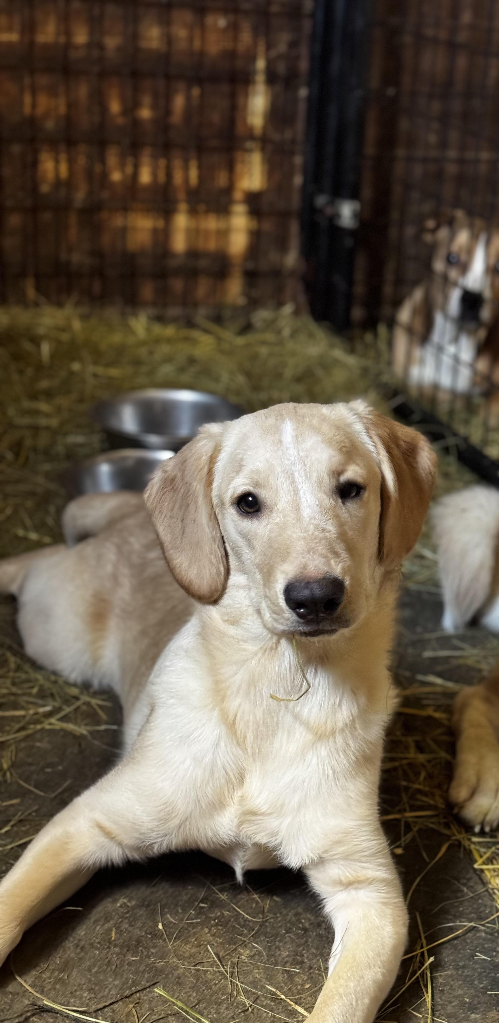Sassy, ADOPTABLE, Puppy Female Labrador Retriever.