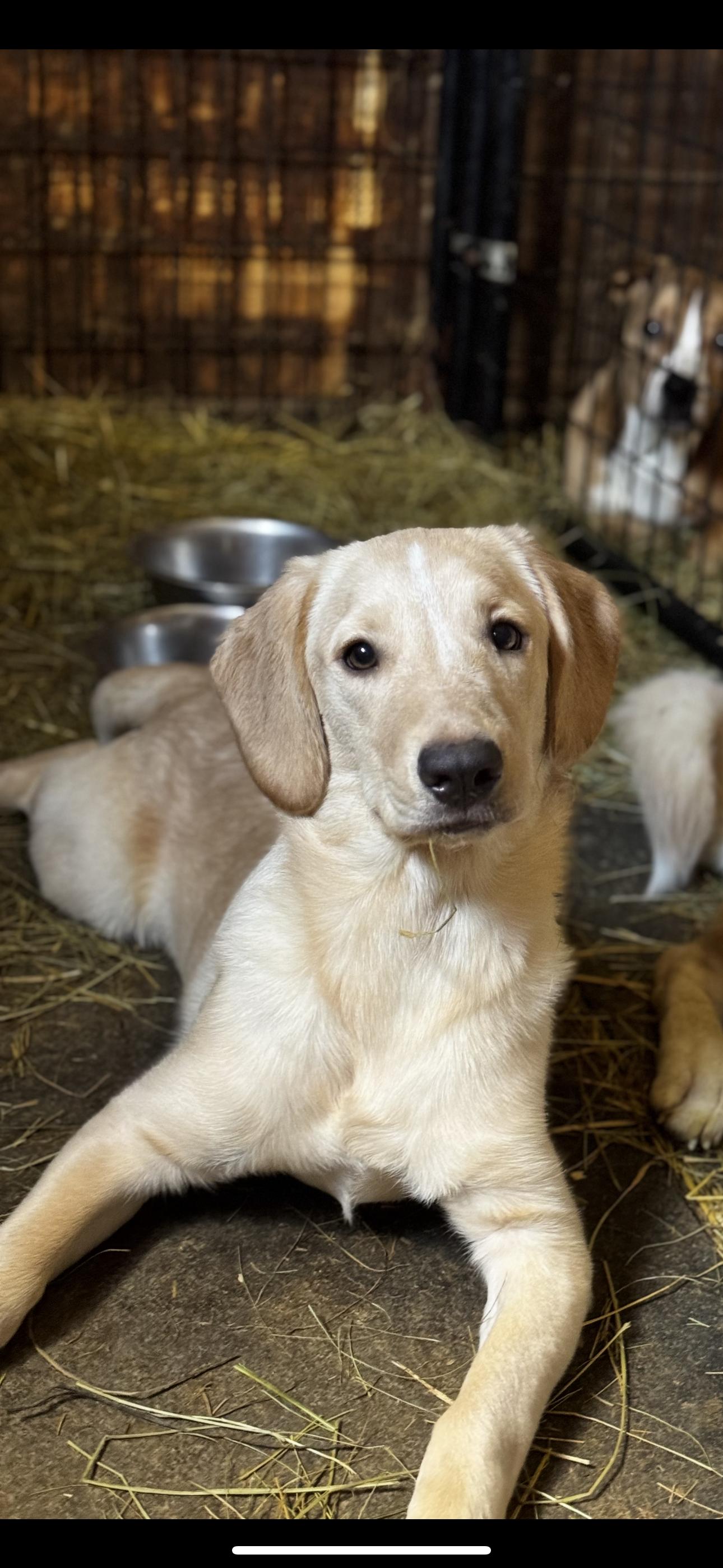 Enlarge Sassy, a ADOPTABLE mixed breed in Chesterfield, MO image 2/2