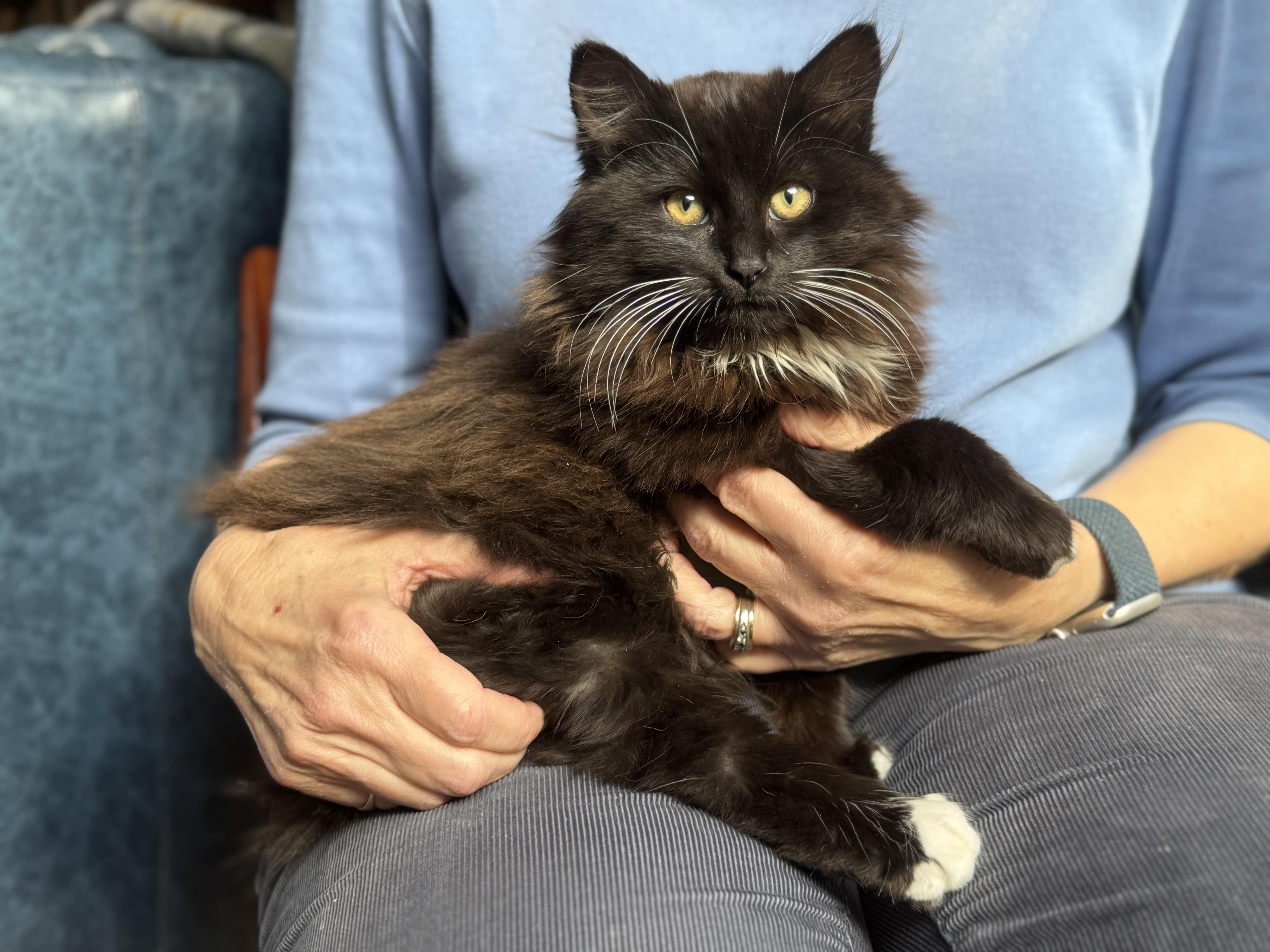 Harry and Hobart, ADOPTABLE, Kitten Male Domestic Long Hair.