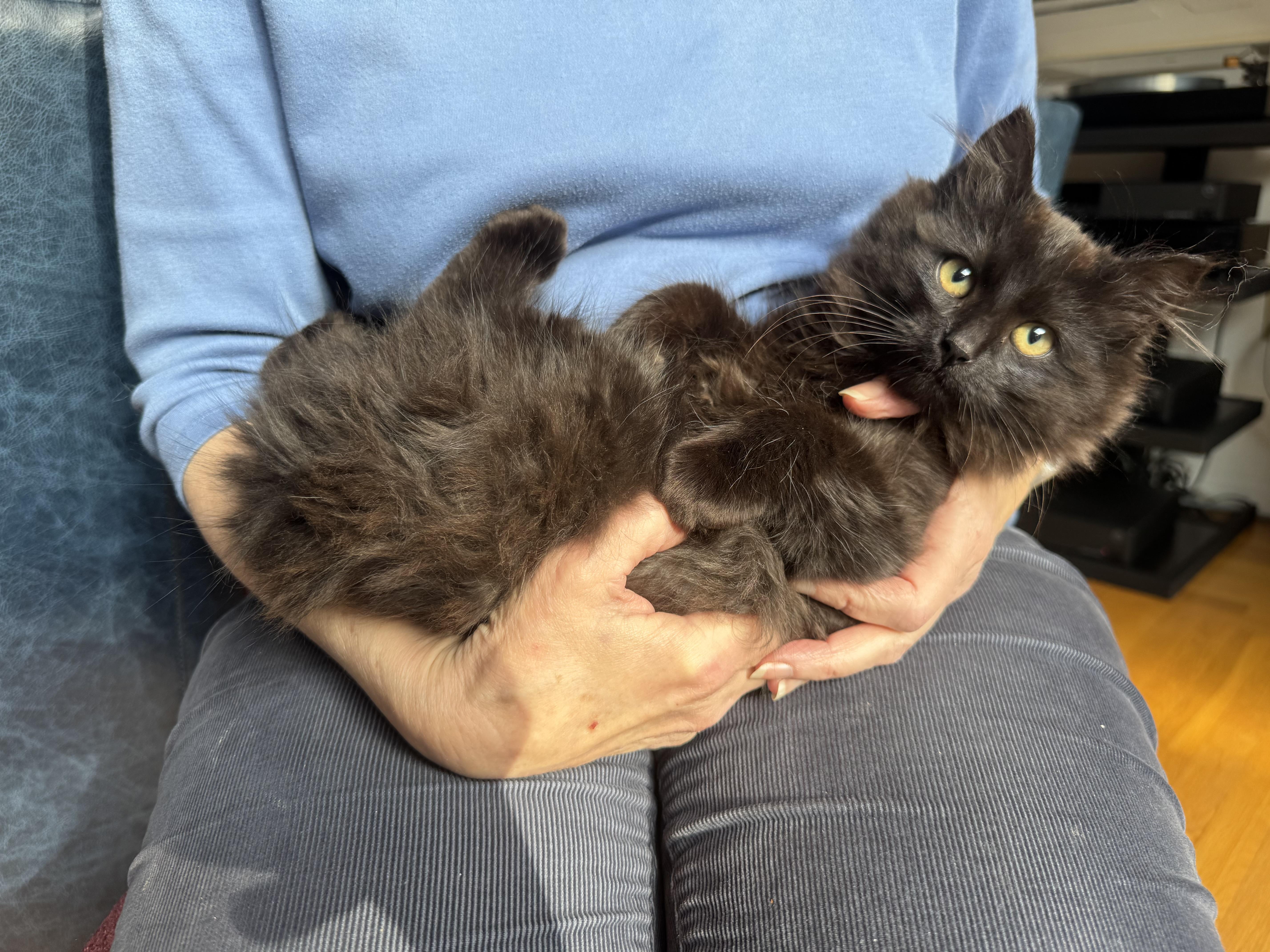 Enlarge Harry and Hobart, a ADOPTABLE mixed breed in San Carlos, CA image 2/4