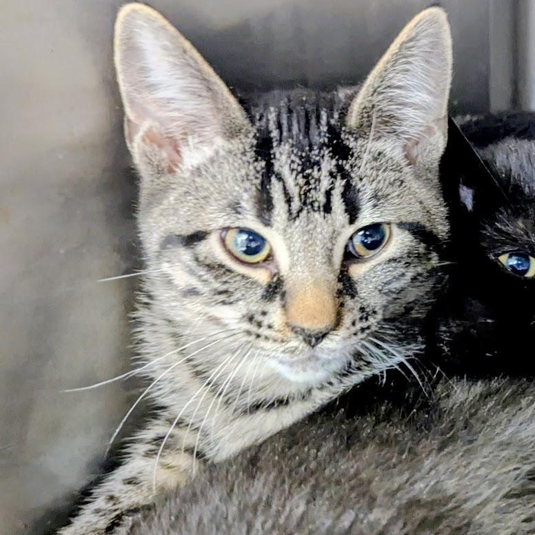 Juicy Fruit thumbnail 6