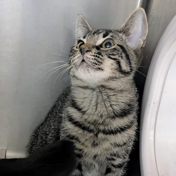 Juicy Fruit thumbnail 3