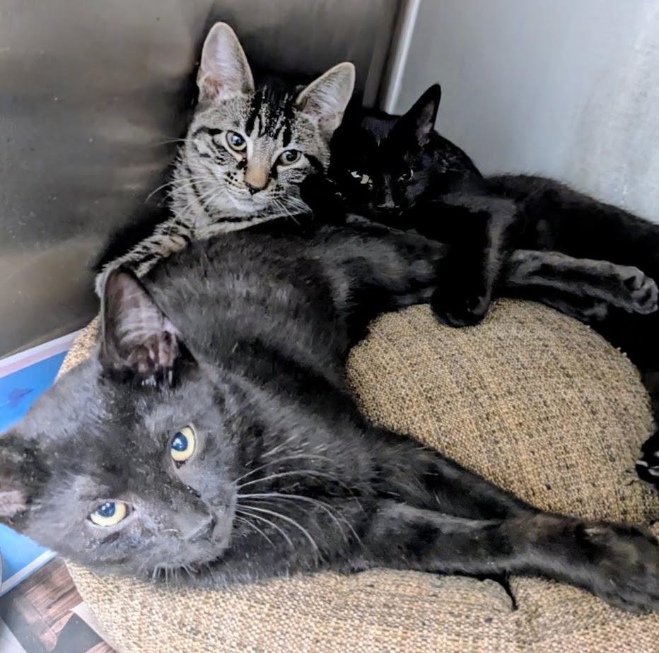 Juicy Fruit thumbnail 4