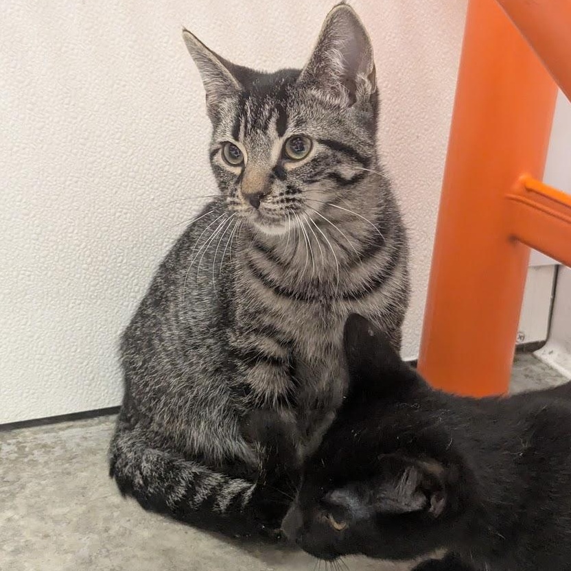 Juicy Fruit thumbnail 5