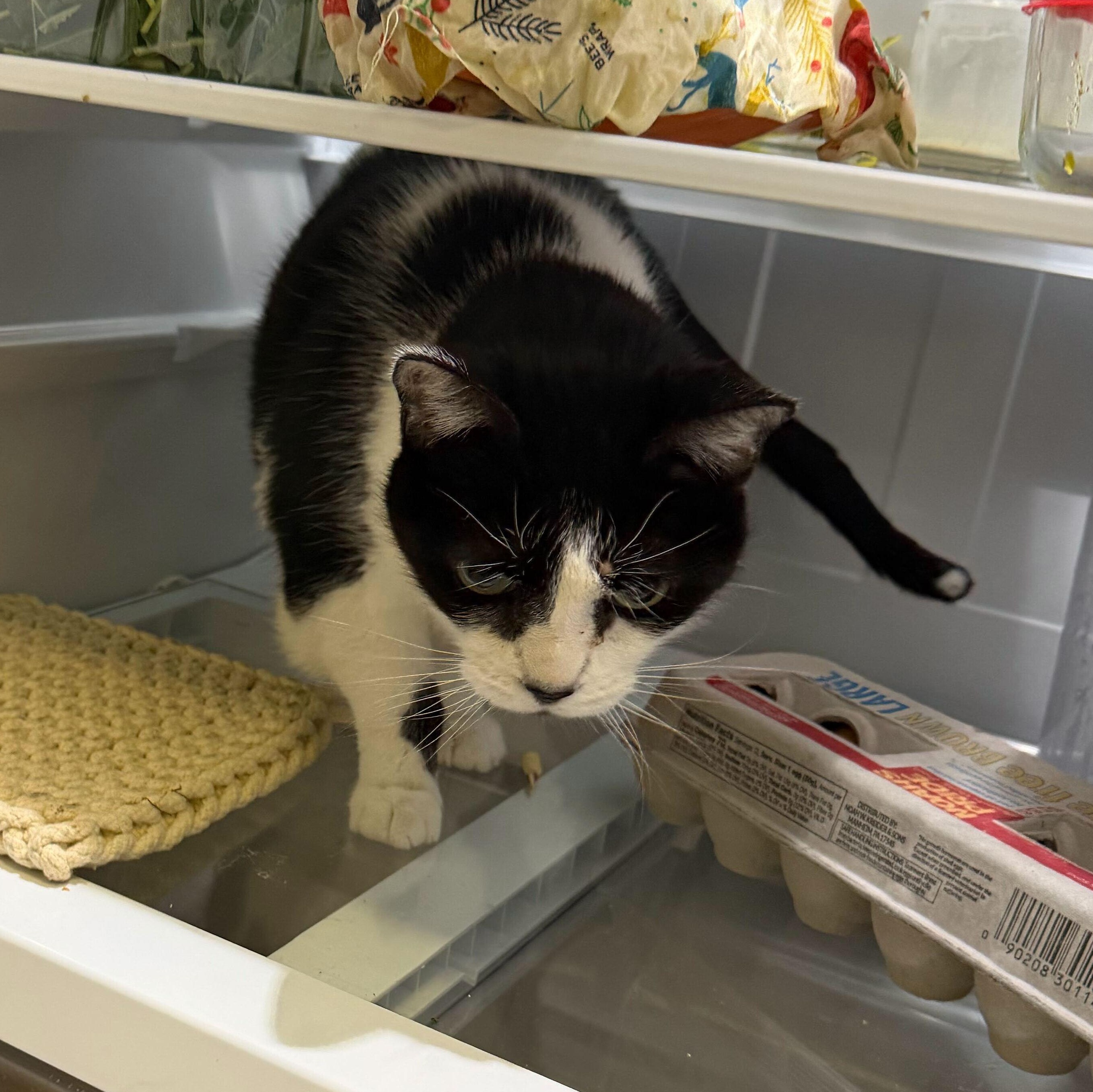 Enlarge Kitty, a ADOPTABLE Domestic Short Hair in Waltham, MA image 2/2