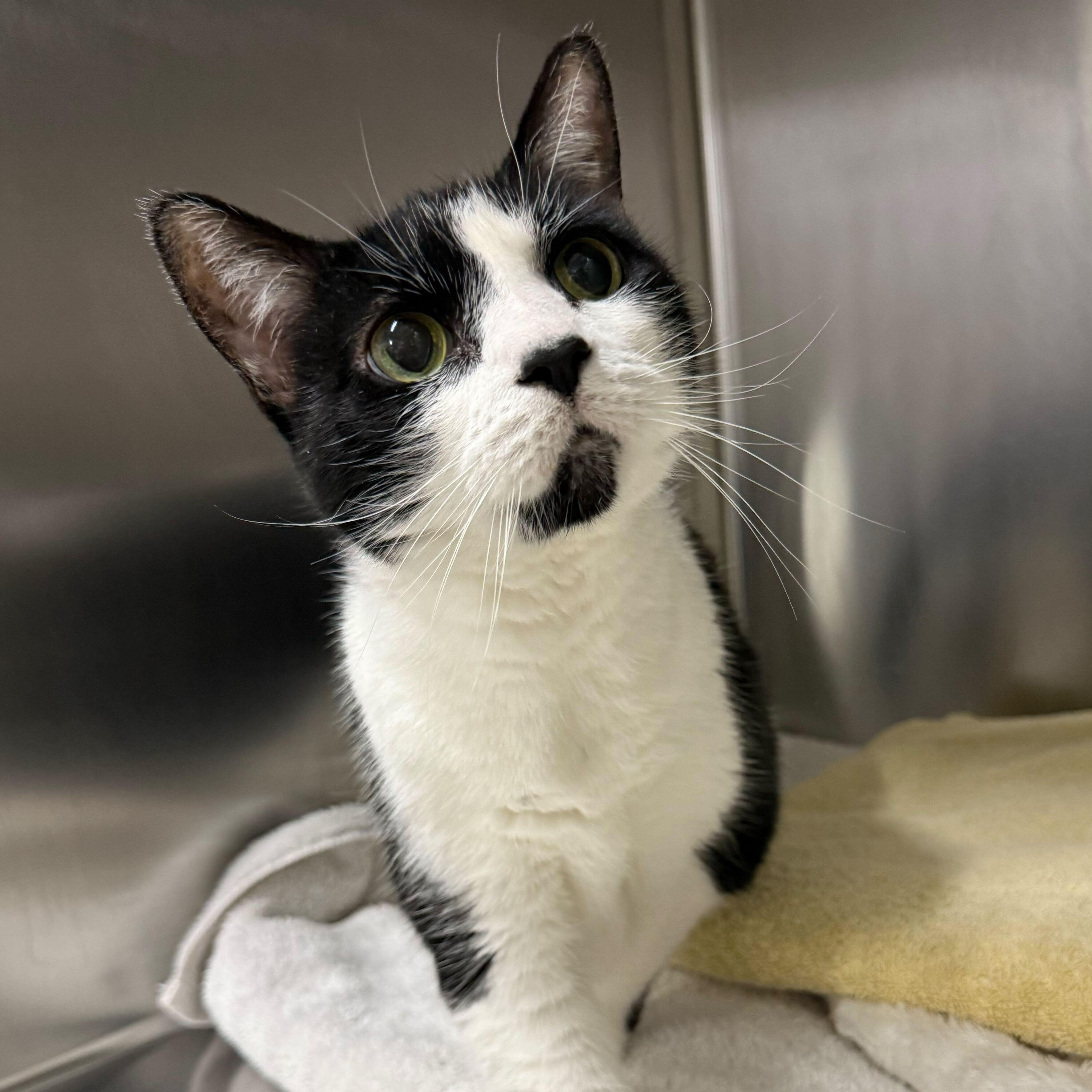 Enlarge Kitty, a ADOPTABLE Domestic Short Hair in Waltham, MA image 1/2