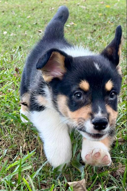 Enlarge Peanut, a Adopted Corgi in Eutawville, SC image 5/6