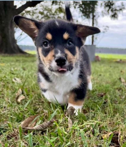 Enlarge Peanut, a Adopted Corgi in Eutawville, SC image 2/6
