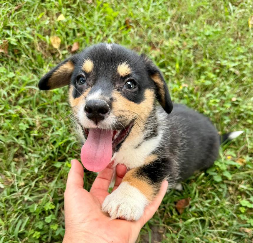 Enlarge Peanut, a Adopted Corgi in Eutawville, SC image 6/6