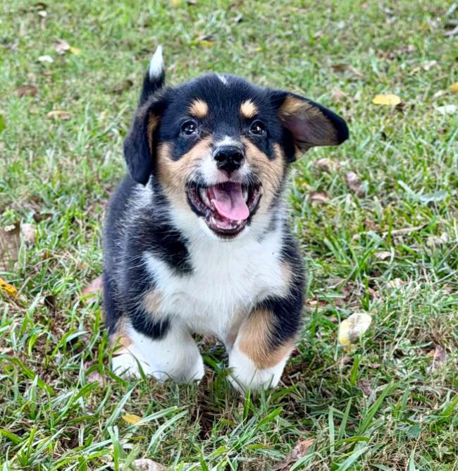 Peanut, Adopted, Puppy Male Corgi.