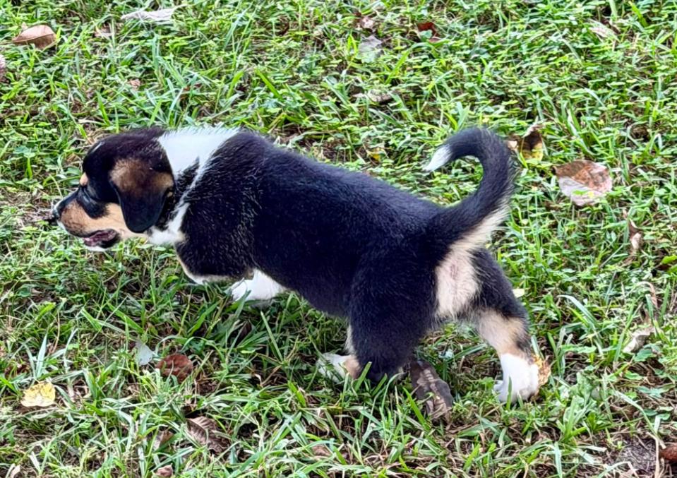 Enlarge Peanut, a Adopted Corgi in Eutawville, SC image 3/6