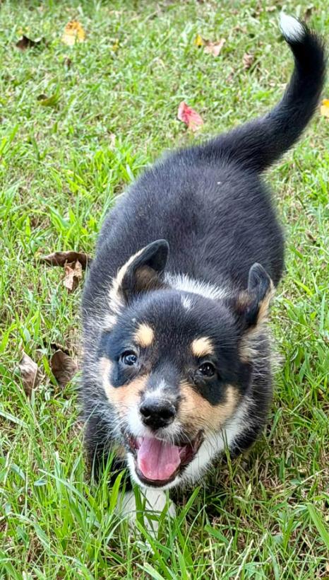 Enlarge Peanut, a Adopted Corgi in Eutawville, SC image 4/6