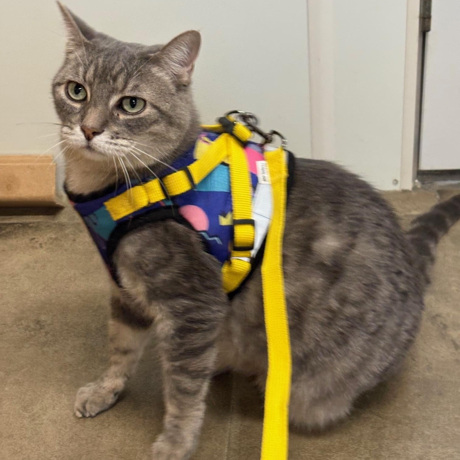 Macy, a ADOPTABLE Domestic Short Hair in Solon, IA image 2/4