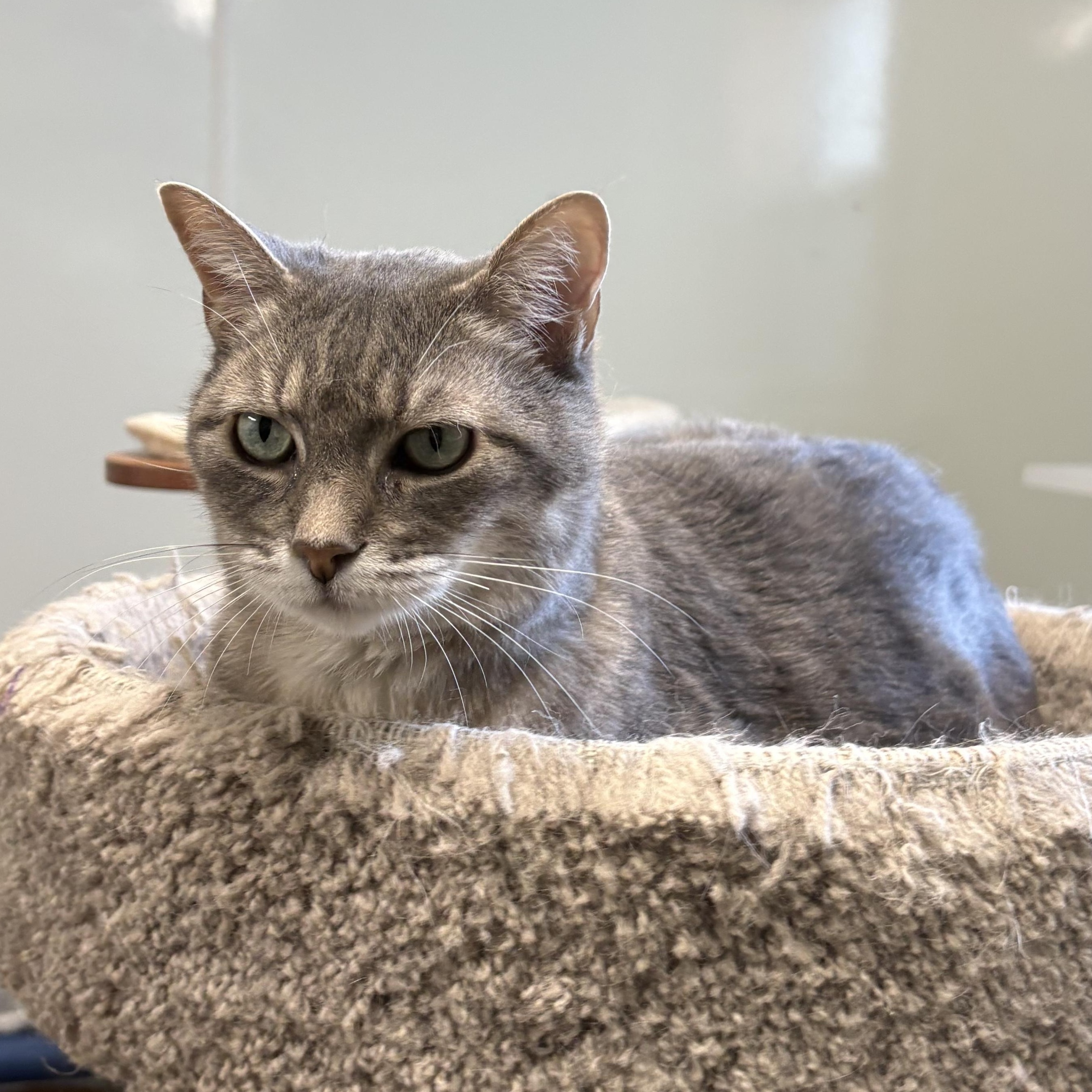 Macy, a ADOPTABLE Domestic Short Hair in Solon, IA image 1/4