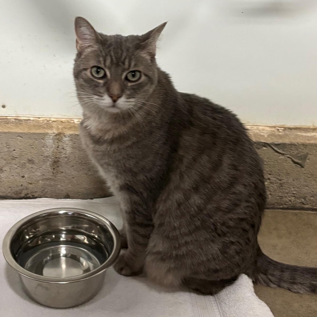 Macy, a ADOPTABLE Domestic Short Hair in Solon, IA image 3/4