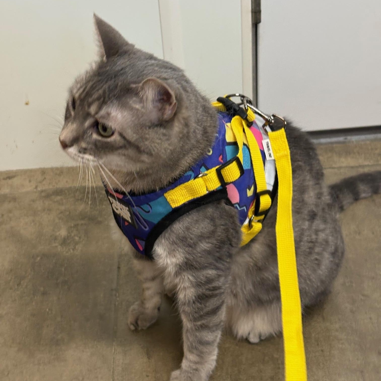 Macy, a ADOPTABLE Domestic Short Hair in Solon, IA image 4/4