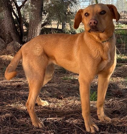 Sunni, ADOPTABLE, Adult Female Labrador Retriever.