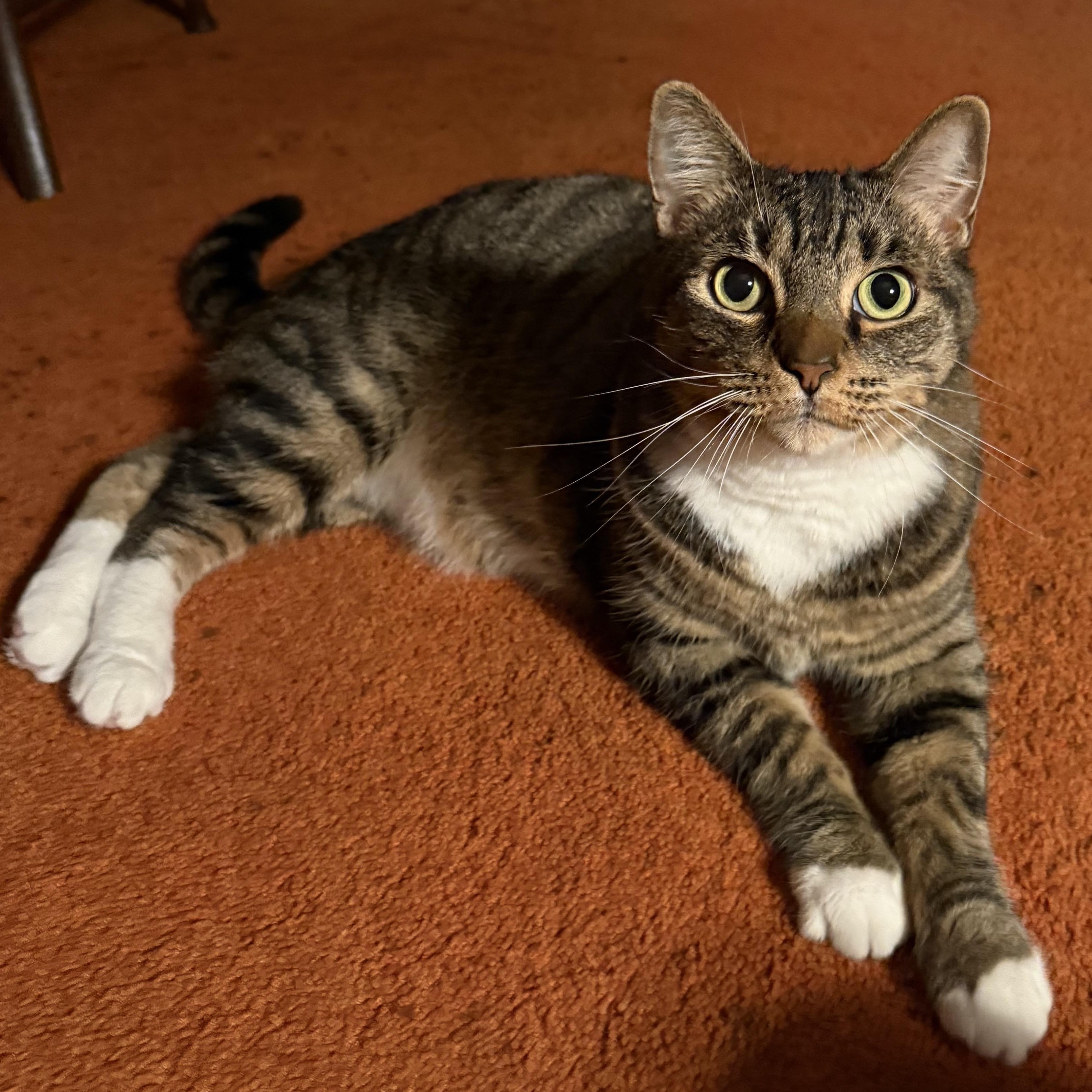 Enlarge Tiger Boots, an adopted Domestic Short Hair in San Diego, CA image 2/4