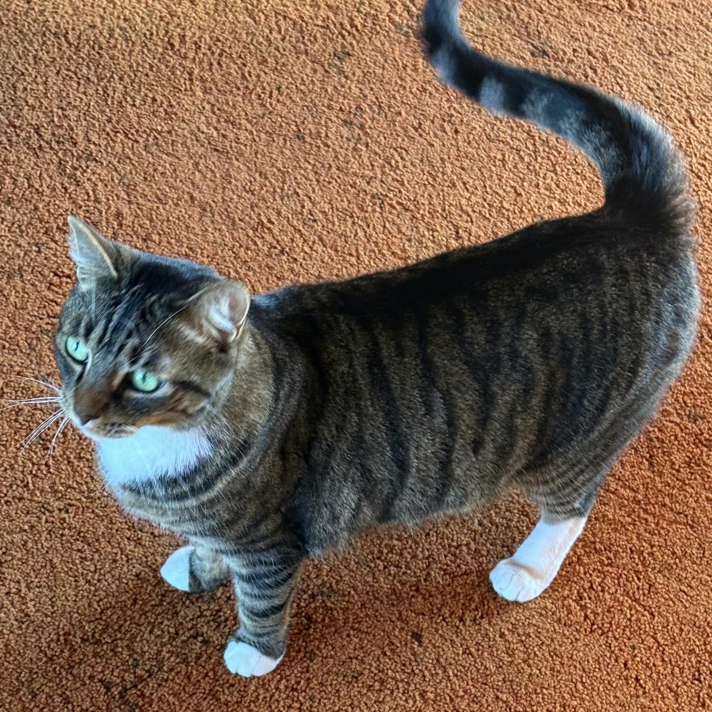 Enlarge Tiger Boots, an adopted Domestic Short Hair in San Diego, CA image 3/4