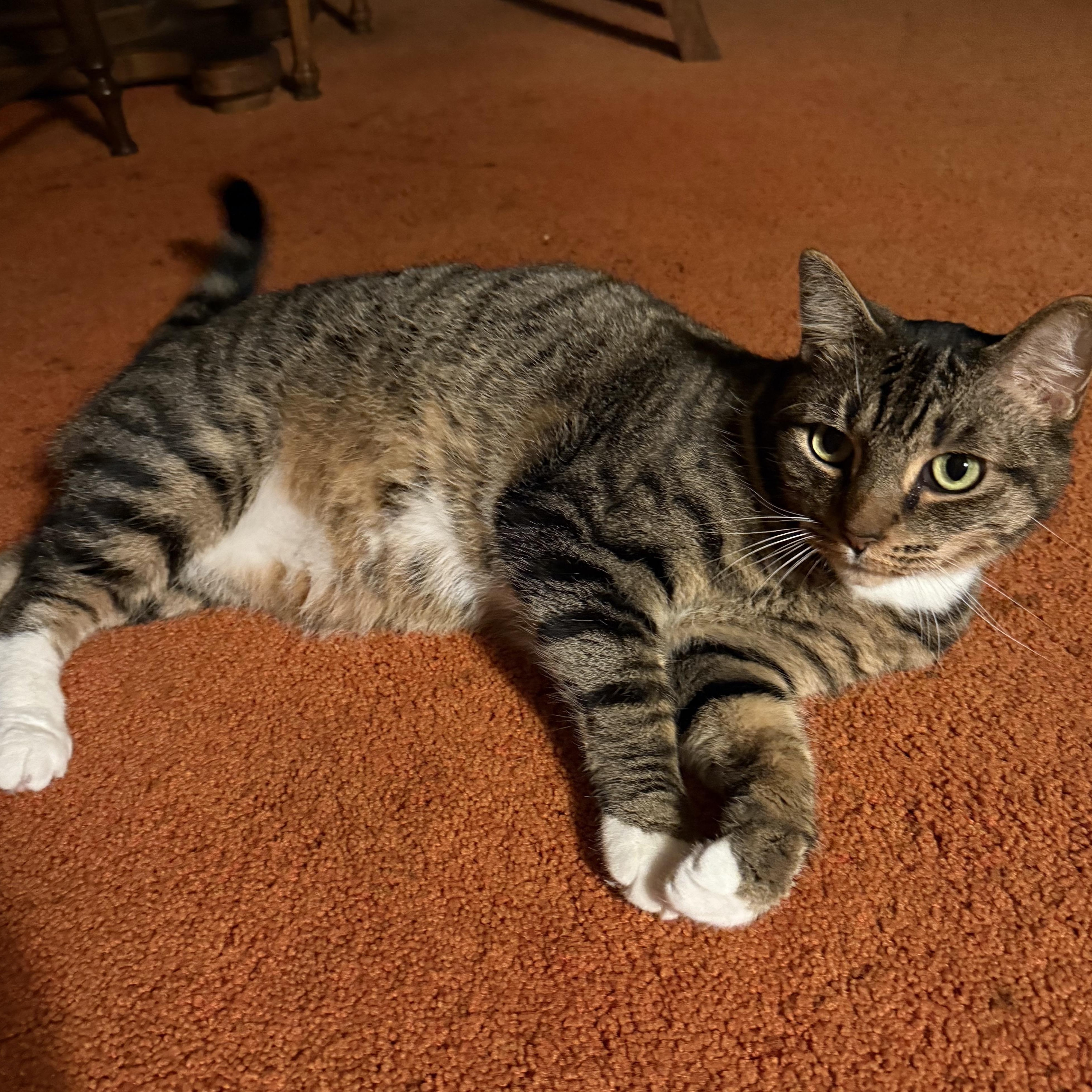 Enlarge Tiger Boots, an adopted Domestic Short Hair in San Diego, CA image 4/4